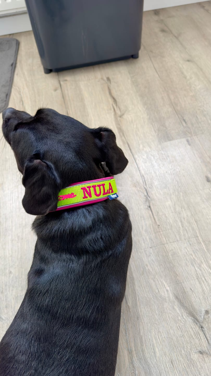 Customer photo review of Fleece Half-Check Dog Collar with Name - L | 4Kyon