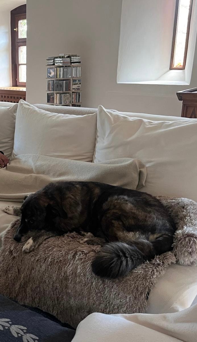 Customer photo review of Emmalove - Flauschiges Hundebett für dein Sofa