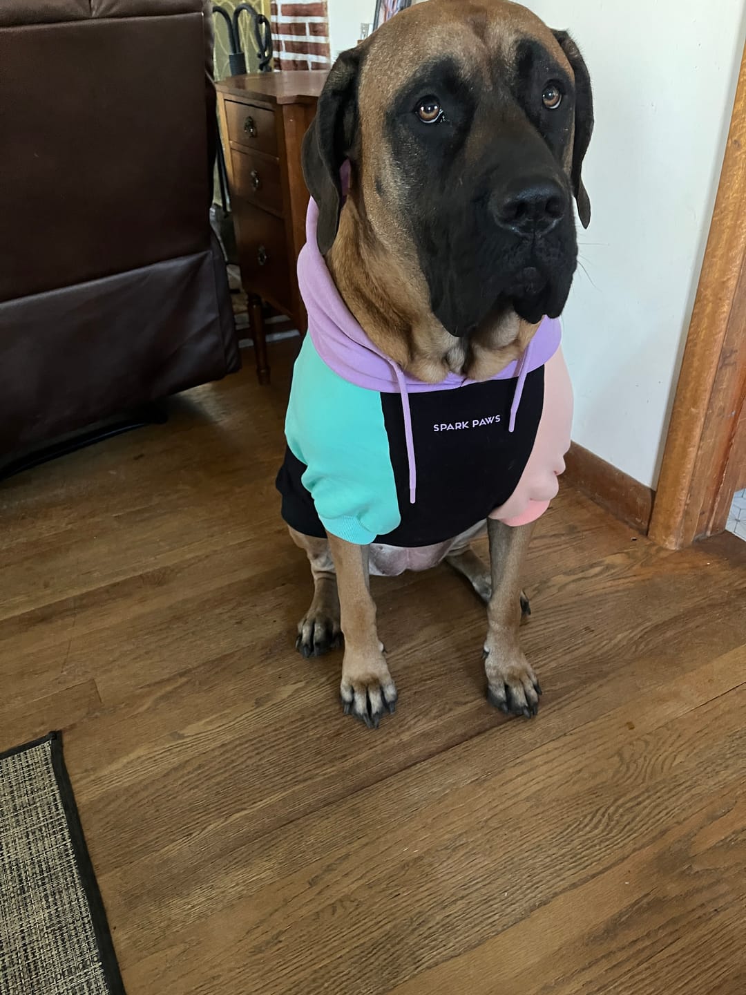 Customer photo review of Cyber Punk Dog Hoodie