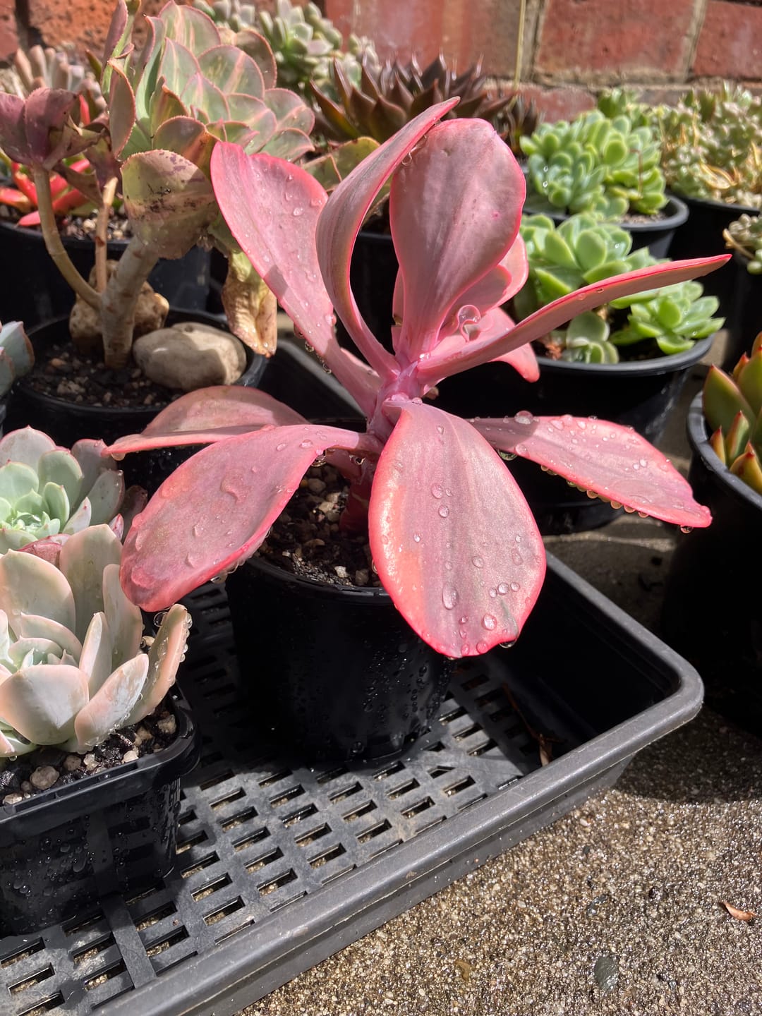 Customer photo review of Echeveria 'Angel Wings' Variegated
