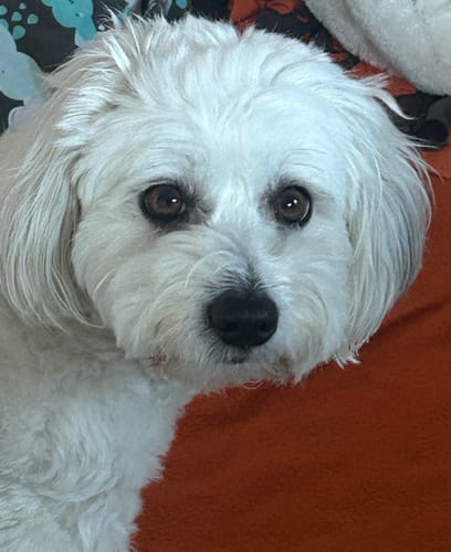 Customer photo review of Cellsius Orthopädisches Kniekissen - Das Geheimnis eines schmerzfreien Schlafs