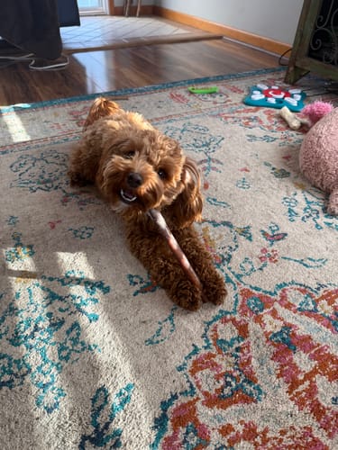 Customer photo review of 12 Inch Bully Stick