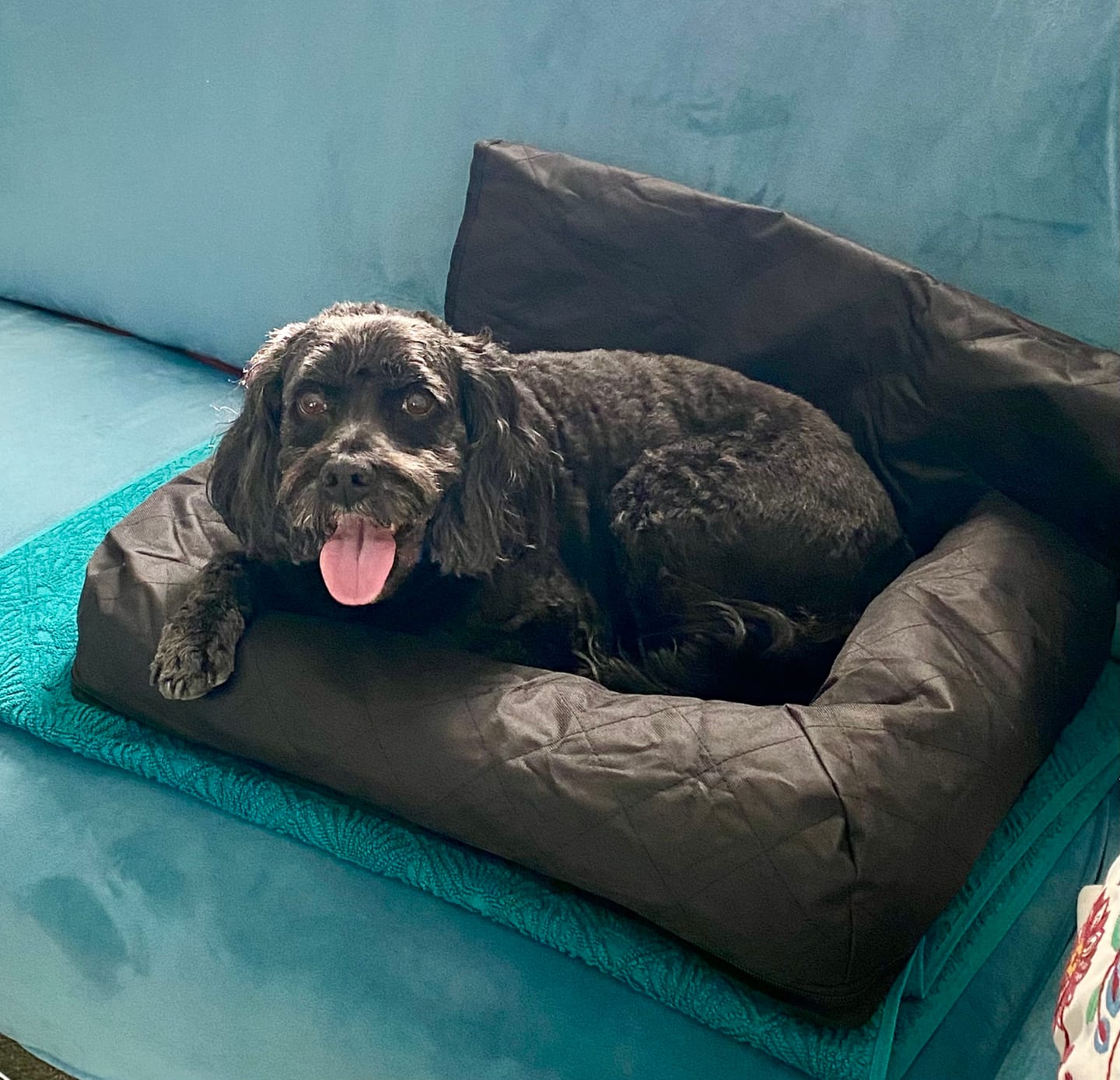 Customer photo review of Car Seat Cover