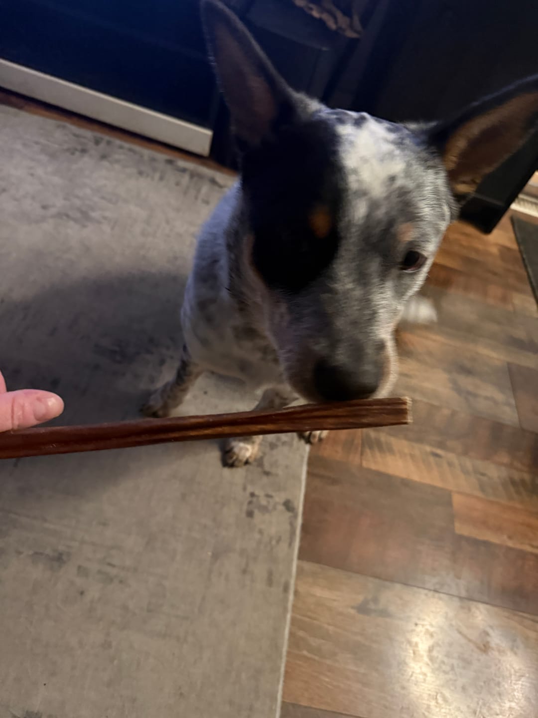 Customer photo review of 12 Inch Beef Jerky Stick