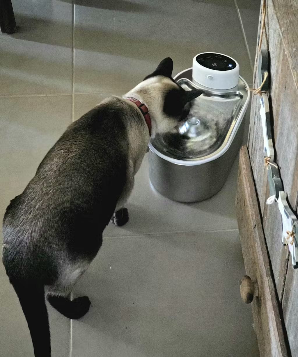 Customer photo review of Petbuds Flow Pet Drinking Fountain