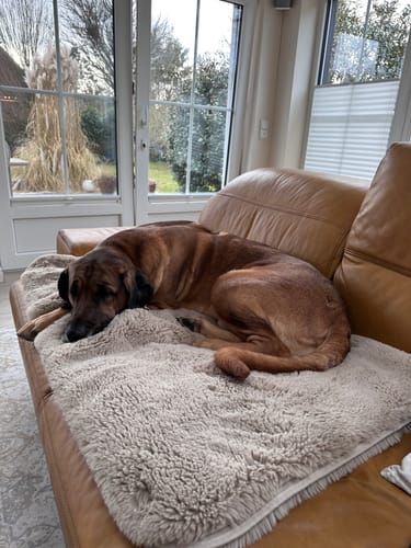 Kundenbewertung mit Foto zu CAILY | Hundedecke & Sofaschutz – Wasserdicht, waschbar & super weich
