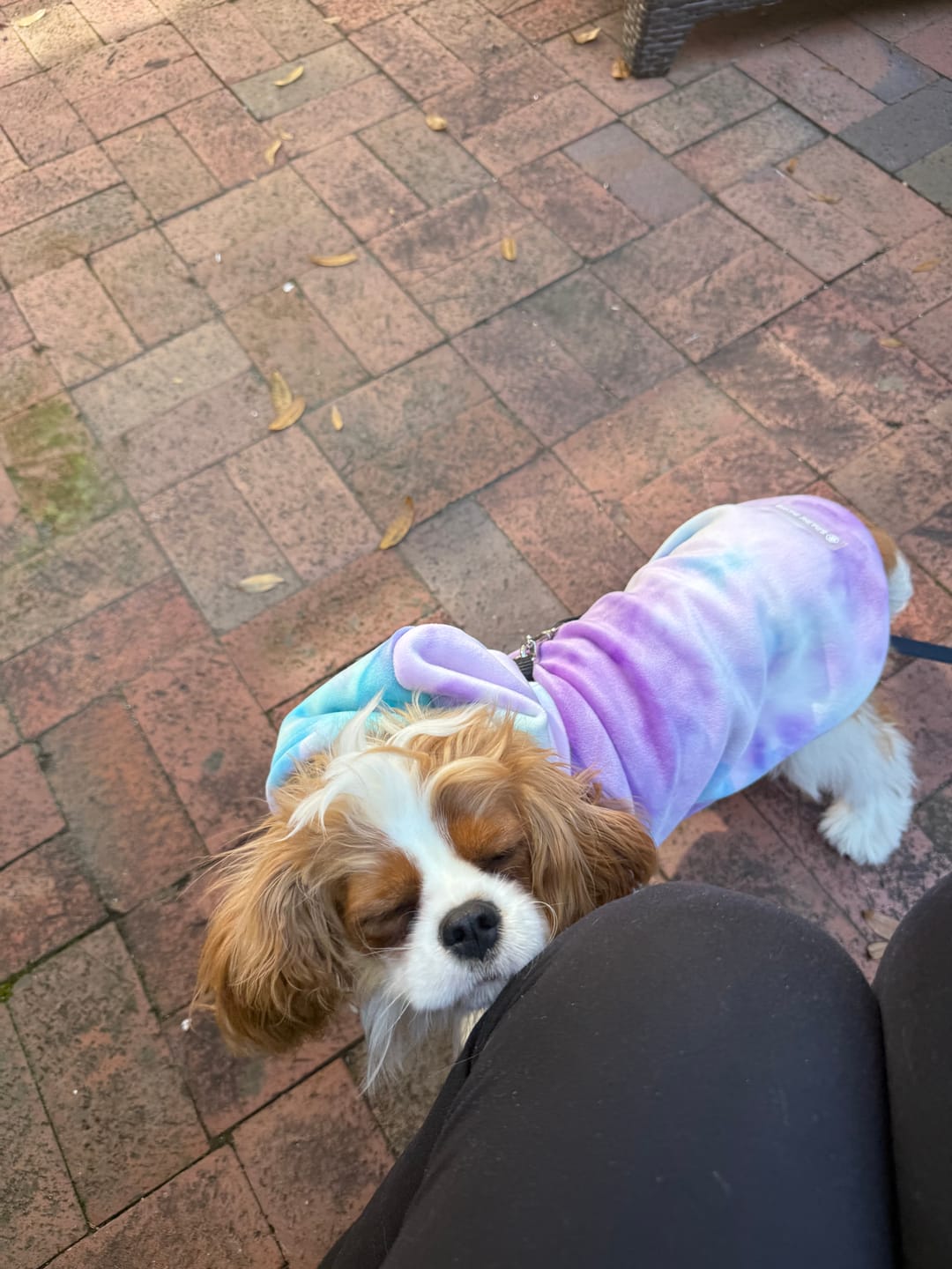 Customer photo review of Velvet Dog Hoodie - 90s Retro