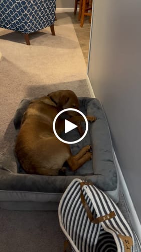 Customer video review of Smoked Beef Marrow Bone