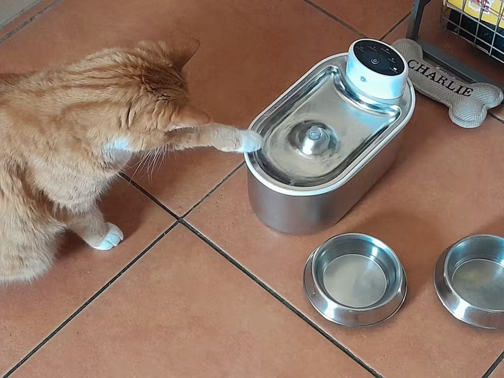 Customer photo review of Petbuds Flow Pet Drinking Fountain