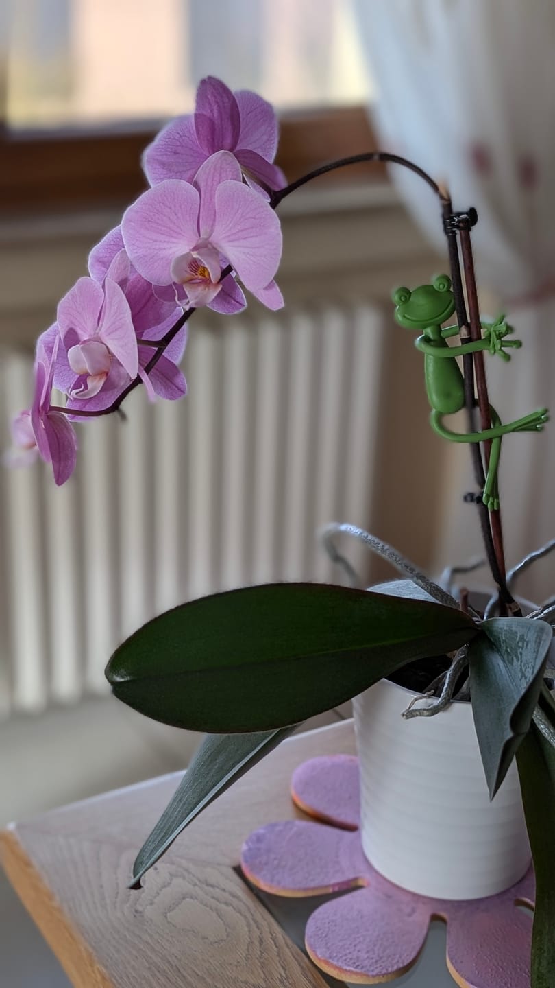 Customer photo review of Mamie-Frog® - Le Tuteur qui sourit à vos plantes