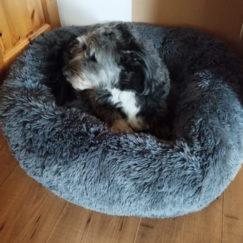 Customer photo review of Puppery Hundebett Wolke 7 - Das Original