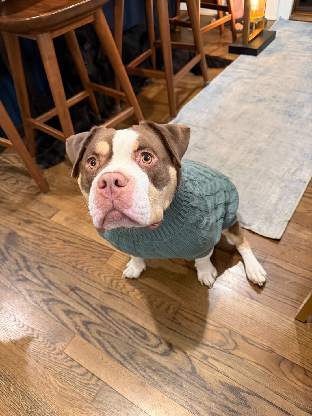 Customer photo review of Cable Knit Dog Sweater - Pine Green