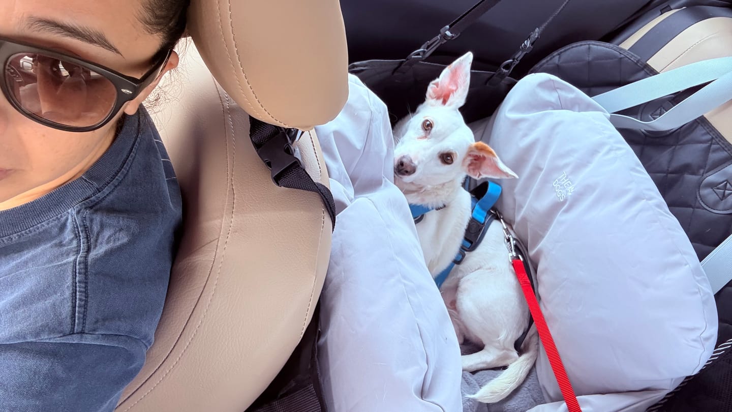Customer photo review of Asiento Primera Clase THE DOGS — Viajes seguros y cómodos