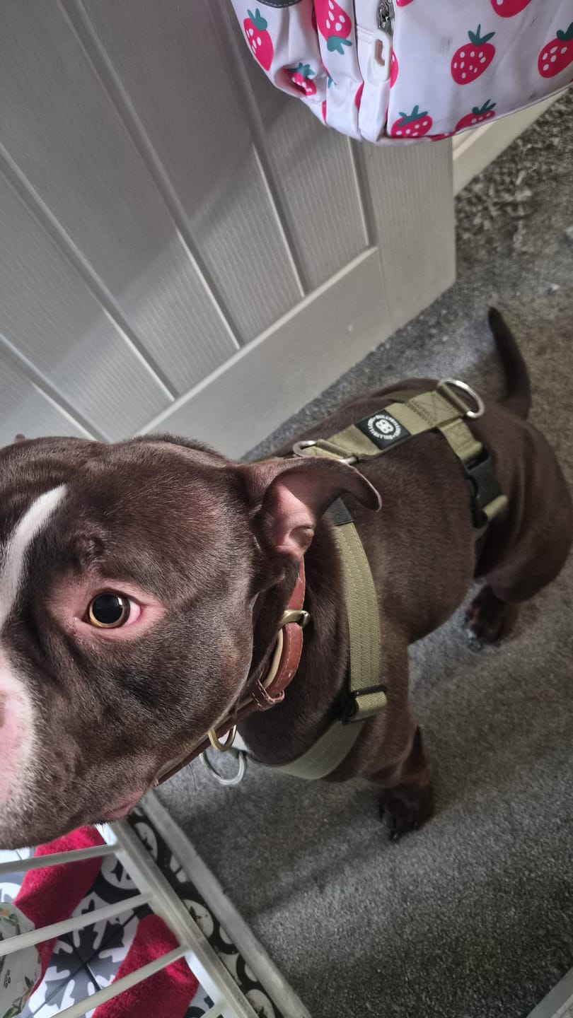 Customer photo review of Training Anti Pull TRI-Harness® | M-XL Breeds - Khaki