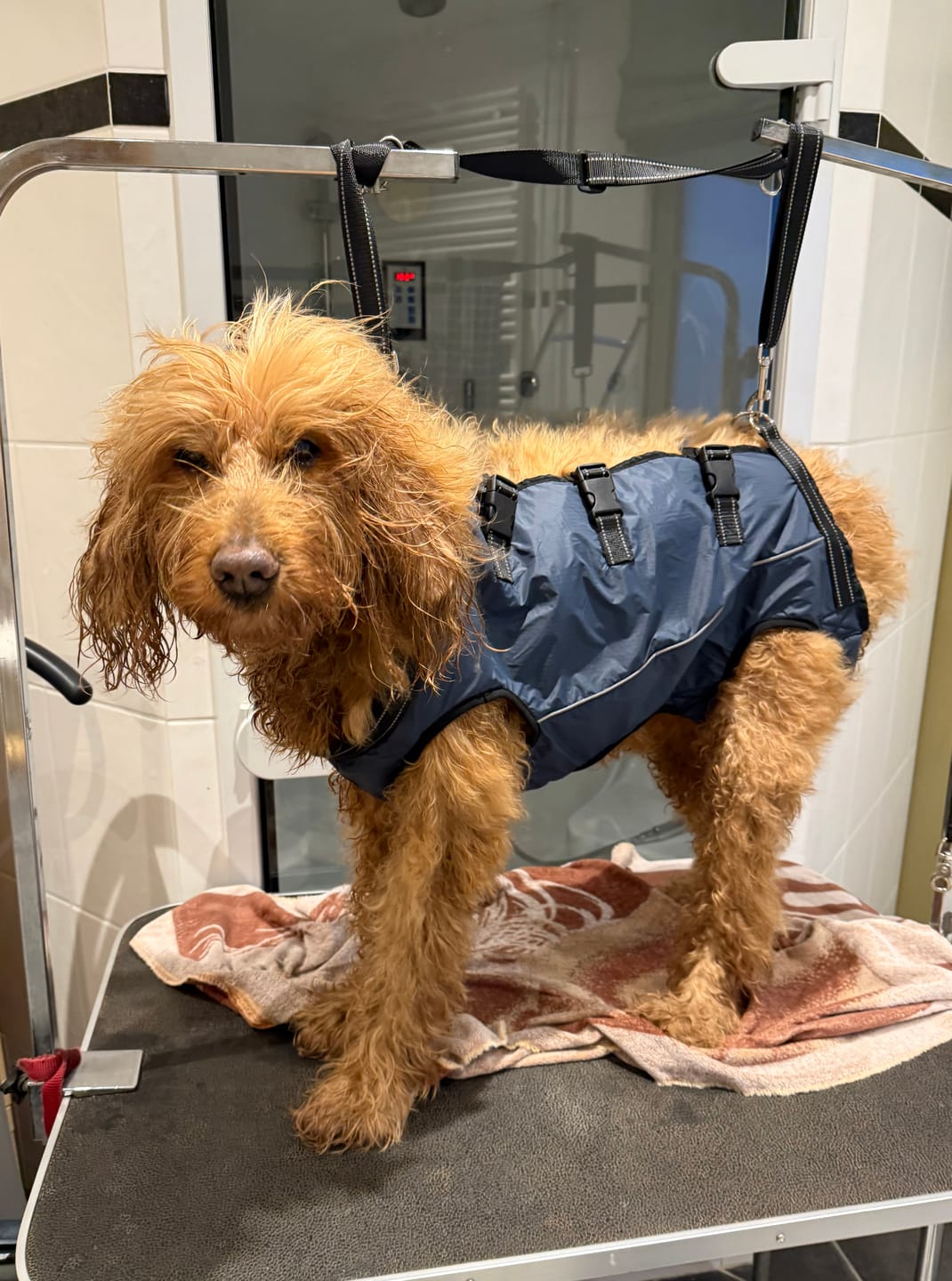 Customer photo review of PawLift - Ondersteunend Tilharnas Hond
