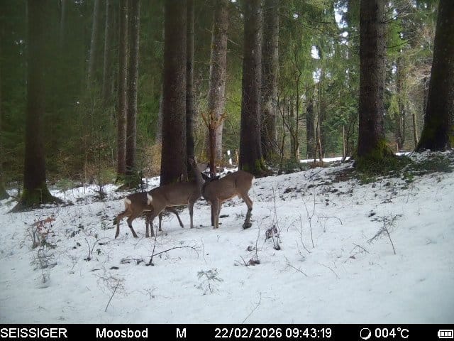 Customer photo review of Salzspray Anis - Lockmittel Rehwild, Schwarzwild, Rotwild und Damwild