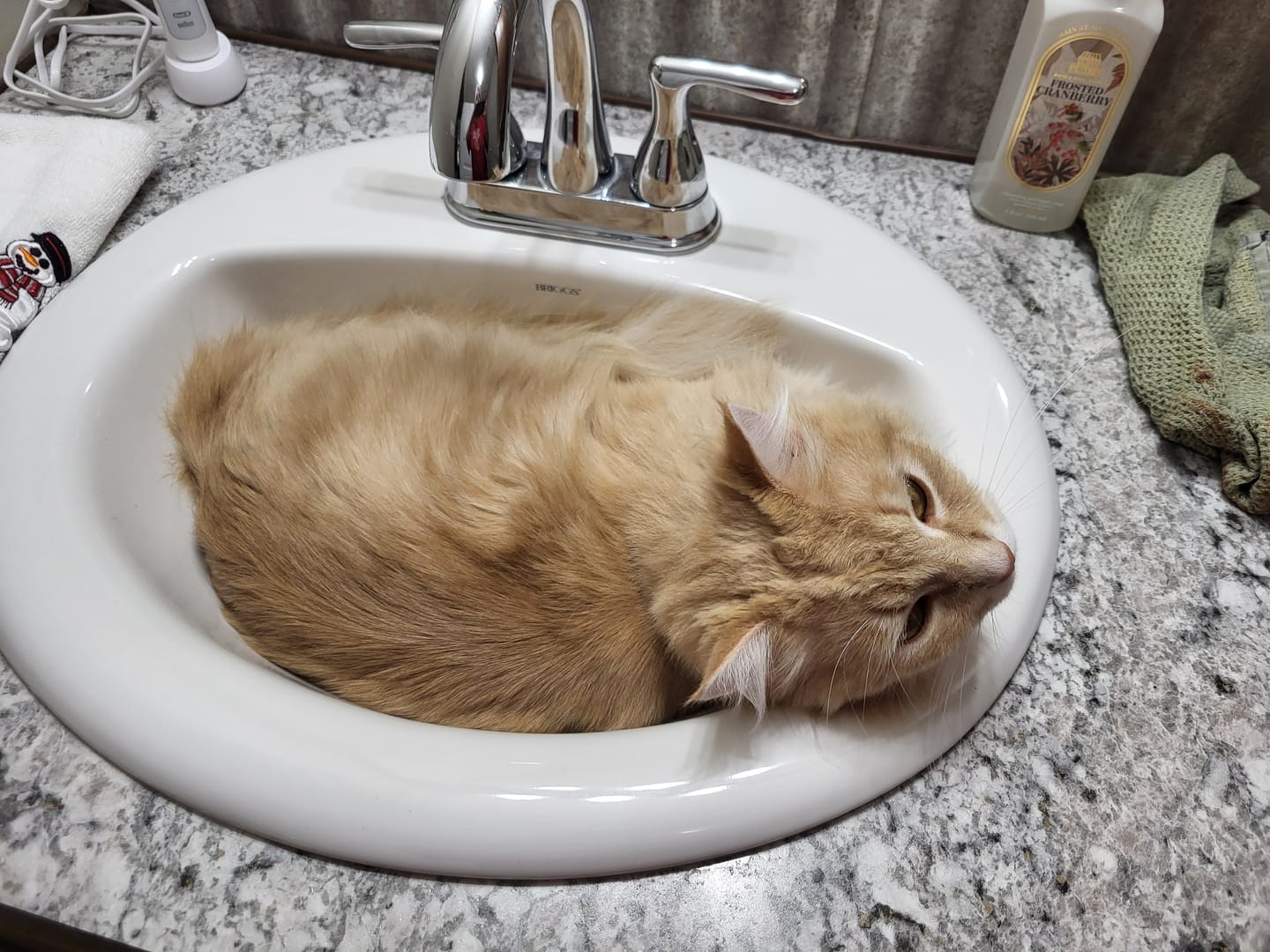 Customer photo review of Interactive Bird Simulation Cat Toy Set | Leo's Paw