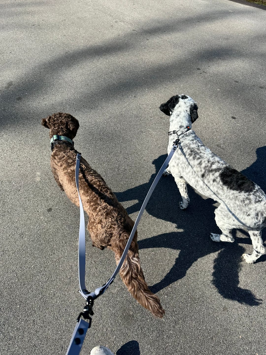 Customer photo review of Waterproof Two Dog Leash / Two Dog Leash Splitter | Built with BioThane®