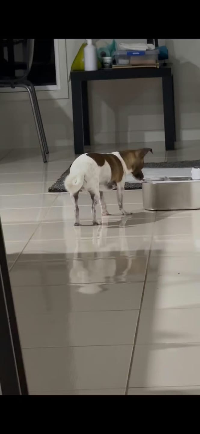 Customer photo review of Petbuds Flow Pet Drinking Fountain