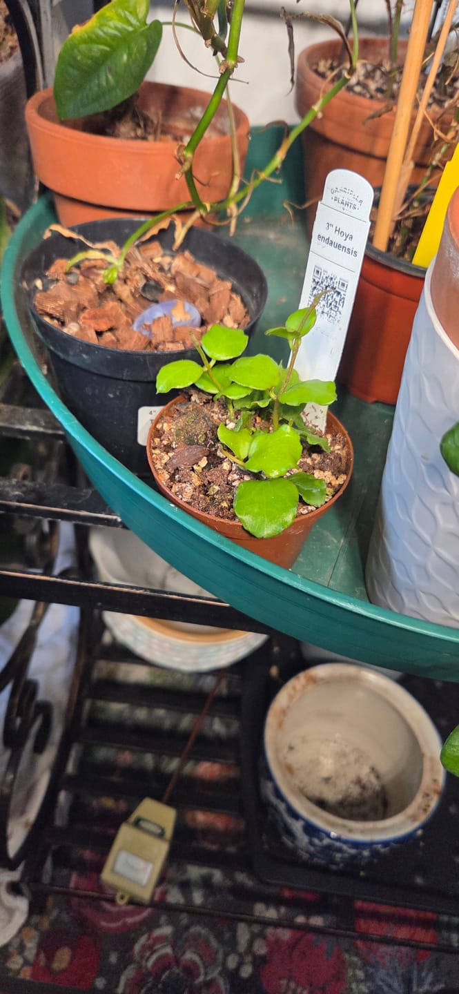 Customer photo review of Hoya endauensis
