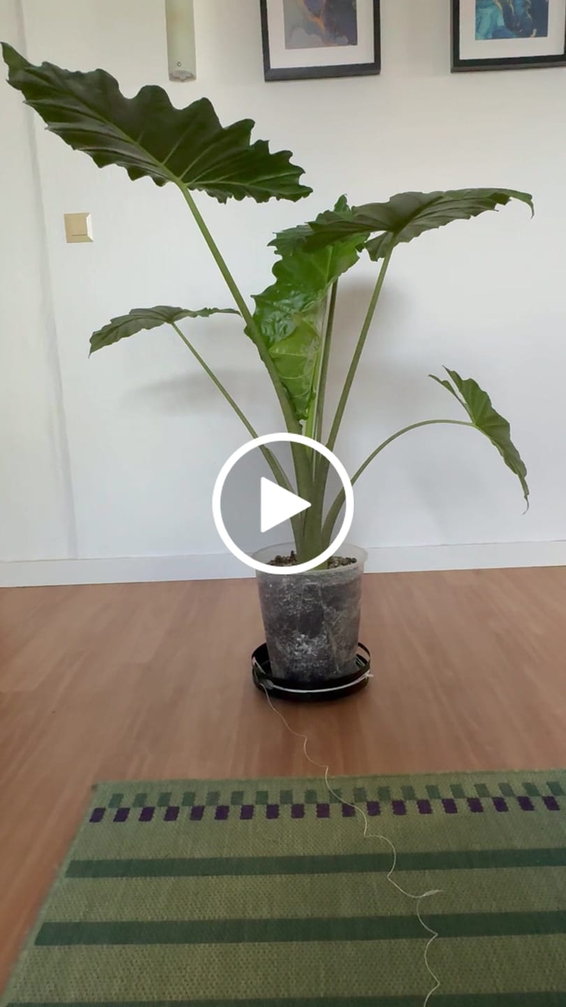 Customer video review of Large Aroid/Orchid Pots