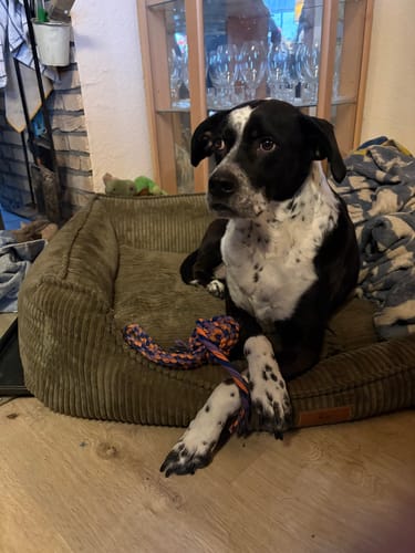 Ein Kunde zeigt seinen schwarz-weißen Hund, der in der Bewertung für Lachsöl erwähnt wird und in seinem Körbchen liegt.