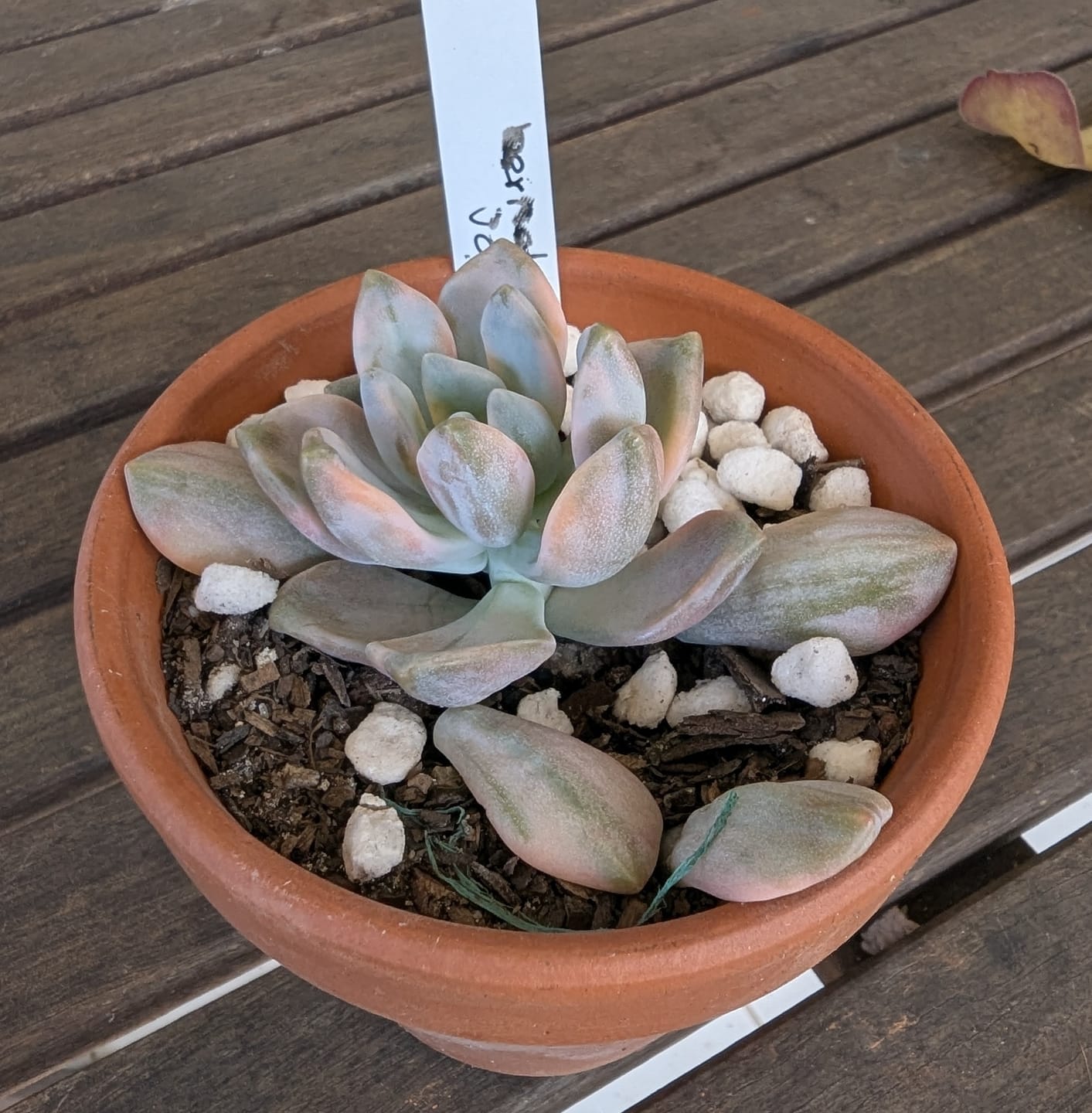 Customer photo review of Graptopetalum paraguayense ssp. bernalense variegated - Cuttings x 1