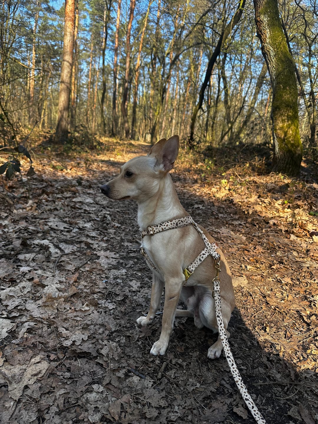 Customer photo review of Szelki guard "Beige Terrazzo" - złote okucia