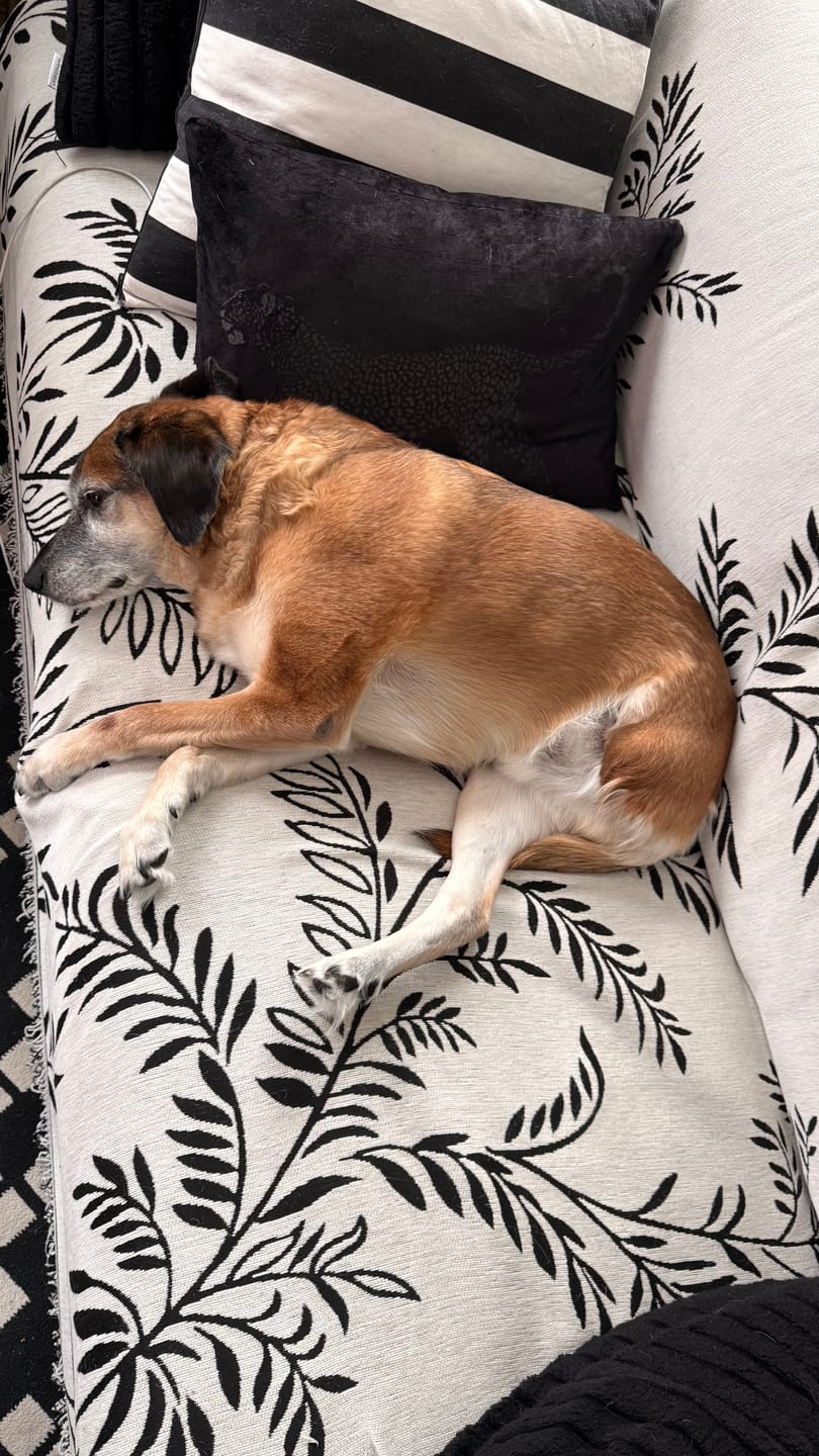 Customer photo review of Pet Couch Covers