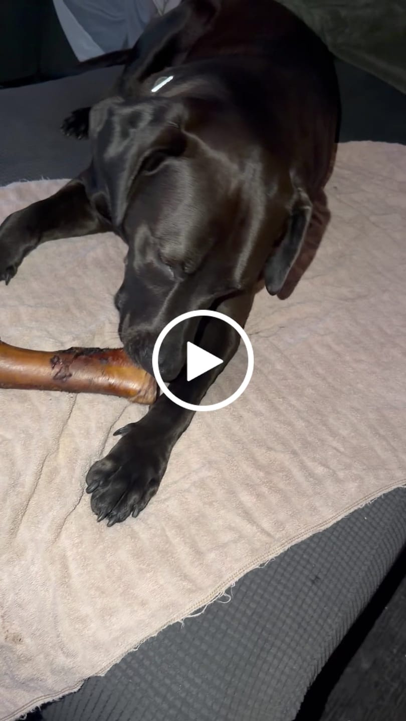 Customer video review of Large Dog Valentine's Day Love Bundle II (4x 5oz Jerky Bags + 4x LARGE Smoked Marrow Bones)
