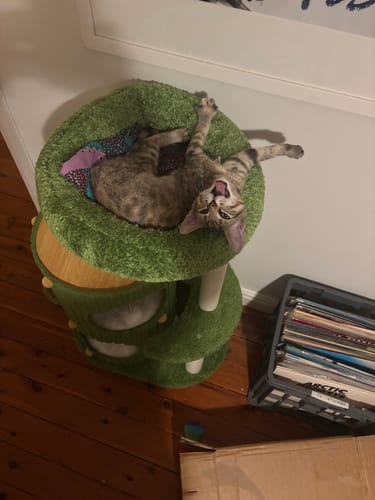 Customer photo review of 5-Level Felt Cat Tower with Sisal Posts – Cosy & Multi-Cat Friendly