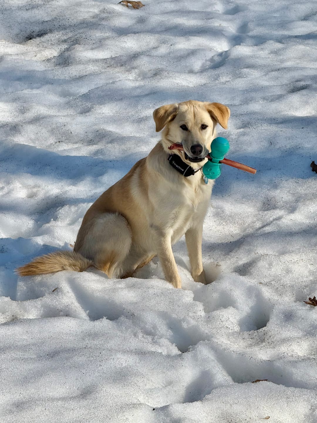Customer photo review of 12 Inch Monster Bully Stick