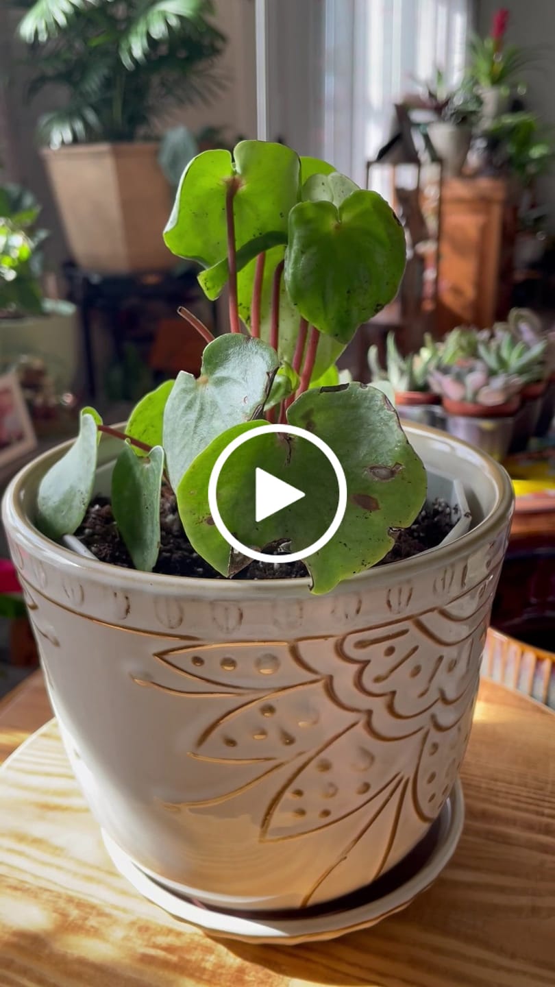 Customer video review of Watermelon Peperomia starter plant In 4" Grow Pot - Large Watermelon-Striped Peperomia - Indoor Succulent Plant - Easy Care Houseplant