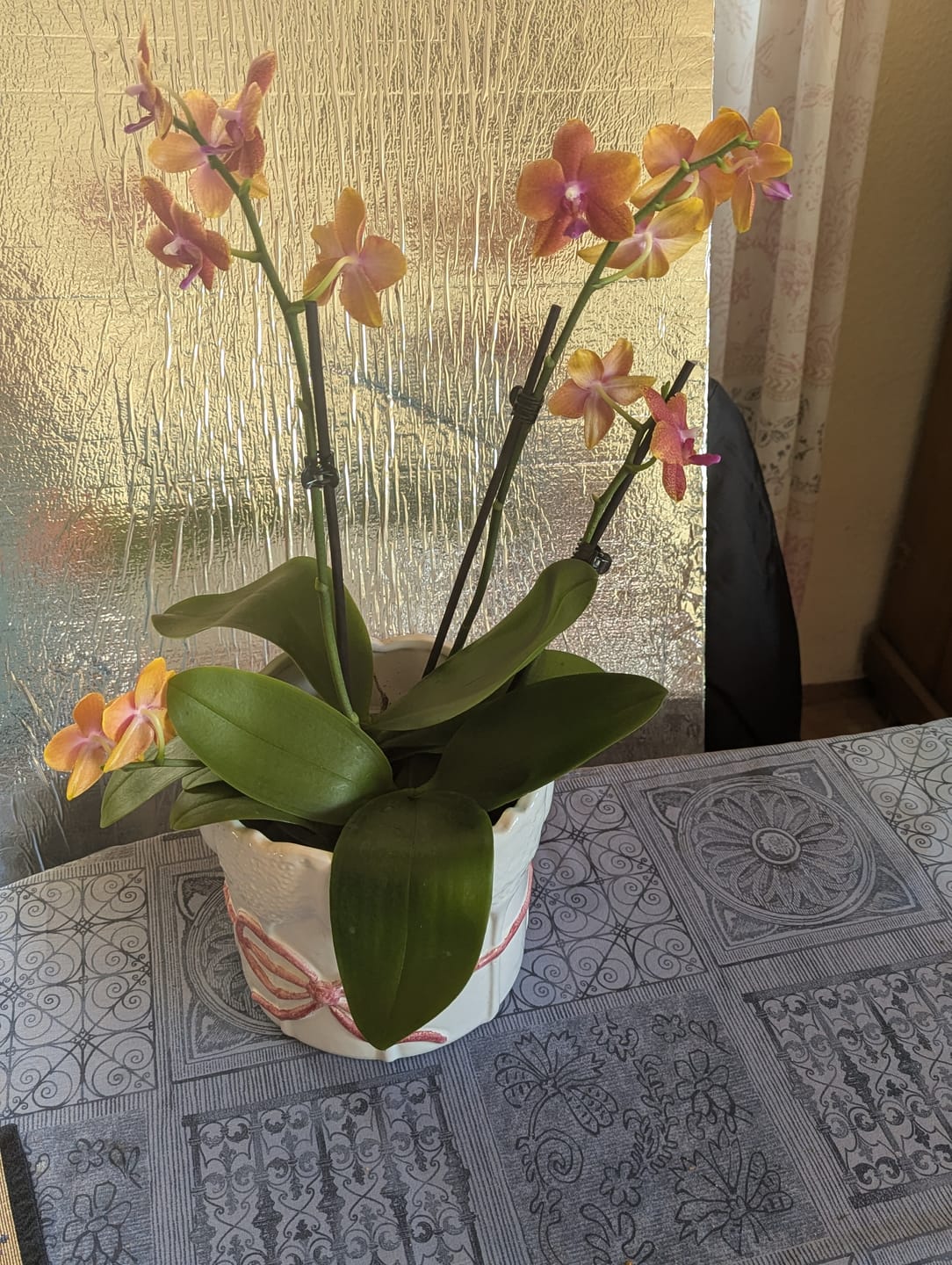 Customer photo review of Große Two of Us Duftorchidee Bolgheri mit orangen Blüten und 3 Rispen