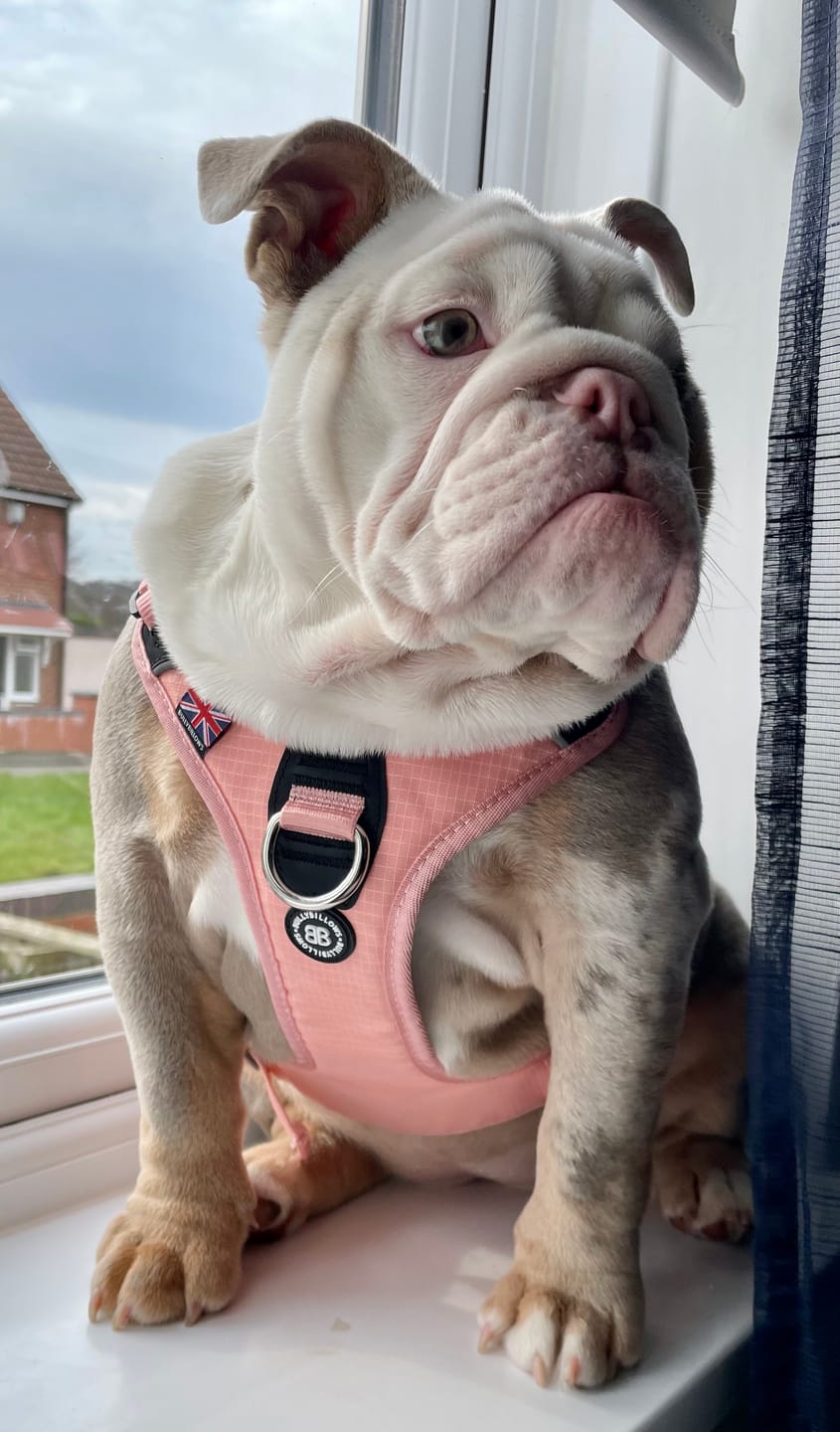 Customer photo review of Anti Pull Hurricane Harness Lighter | With Handle - Pink