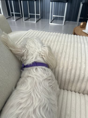Customer's white dog resting on a couch while wearing the purple PawLax Collar.