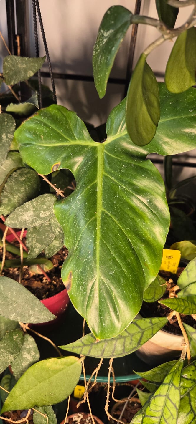 Customer photo review of Philodendron barrosoanum