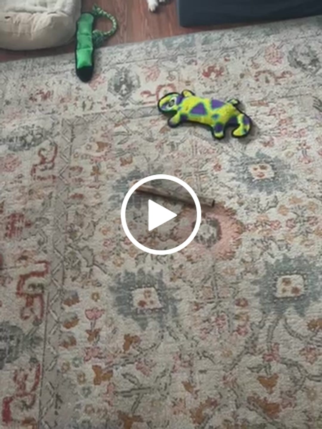 Customer video review of Ostrich Shaft Bones (11" x 2"): The Long-Lasting, Flavorful Chew for Medium to Large Dogs