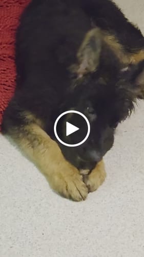 Customer video review of Chewy Ostrich Gizzard Strips: The Protein & Omega-3 Rich, Natural Dog Chew Treat