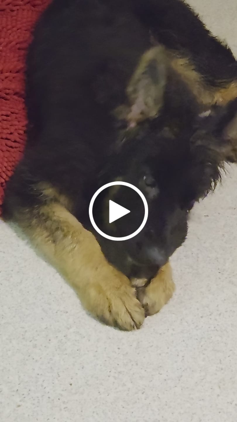 Customer video review of Chewy Ostrich Gizzard Strips: The Protein & Omega-3 Rich, Natural Dog Chew Treat