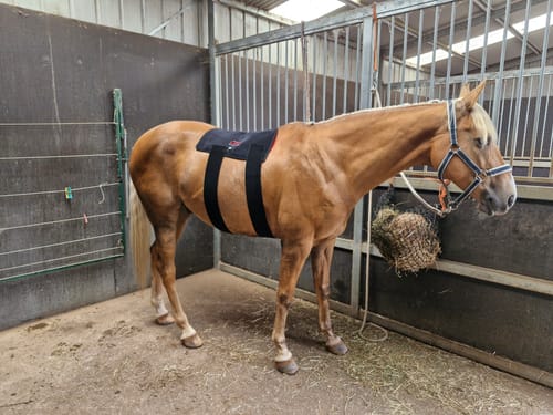 Customer photo review of Horseware LED Red Light Therapy Pad