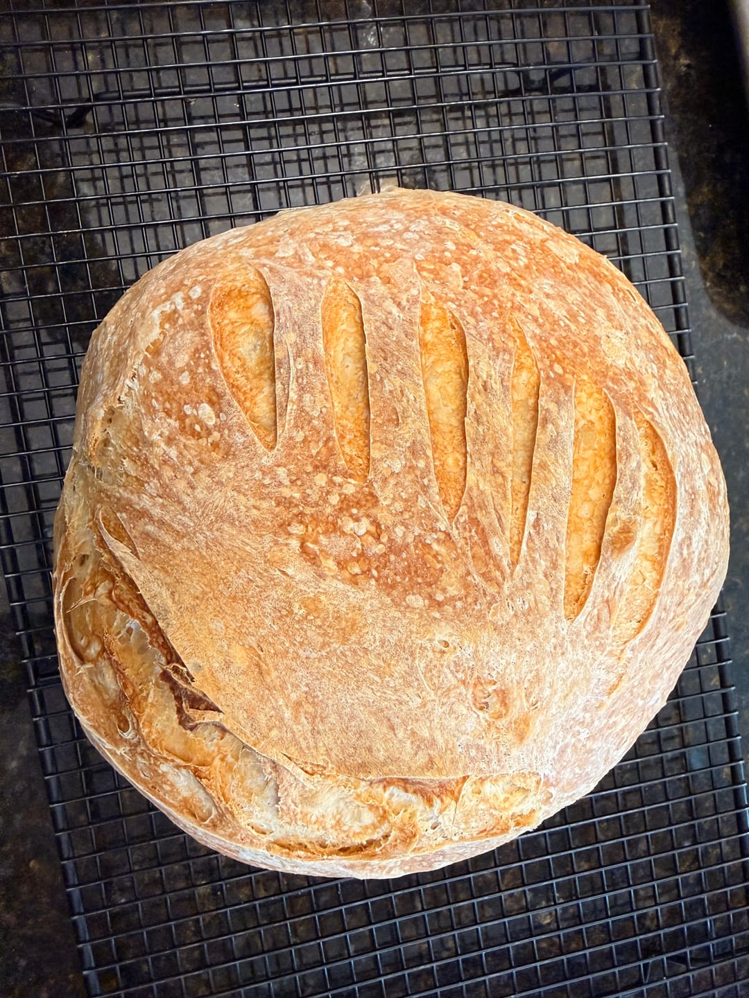 Customer photo review of Sourdough Recipe Bundle: A Collection Of 5 Our Most Viral & Requested Recipes!