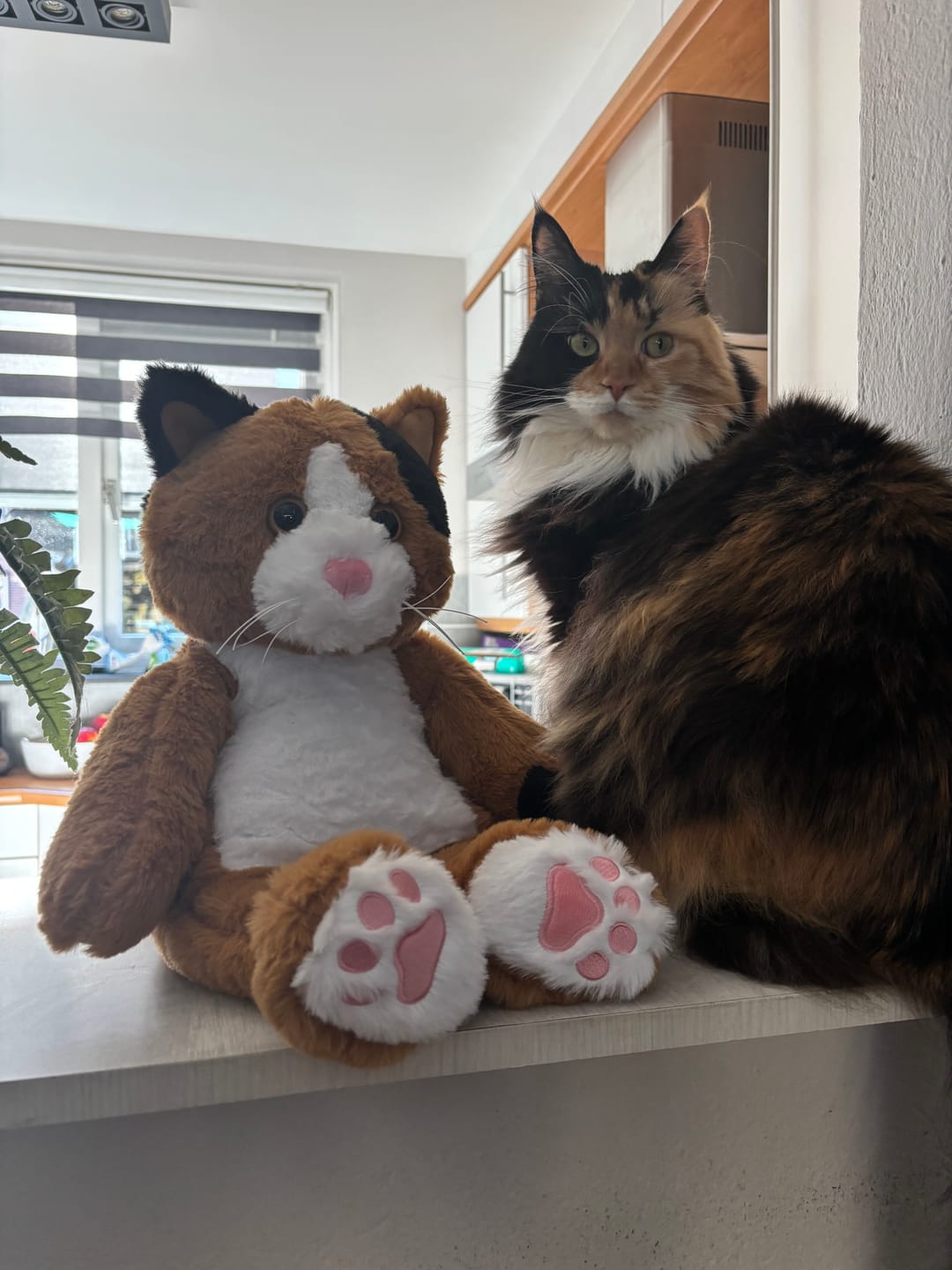 Customer photo review of Verzwaringsknuffel Kat 2,2 kg + Gratis Pittenzakje