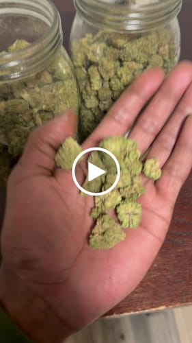 Customer video review of Key Lime Pie Outdoor THCA