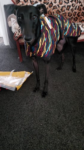 Customer photo review of Savanna - Sighthound Raincoat with Harness Hole