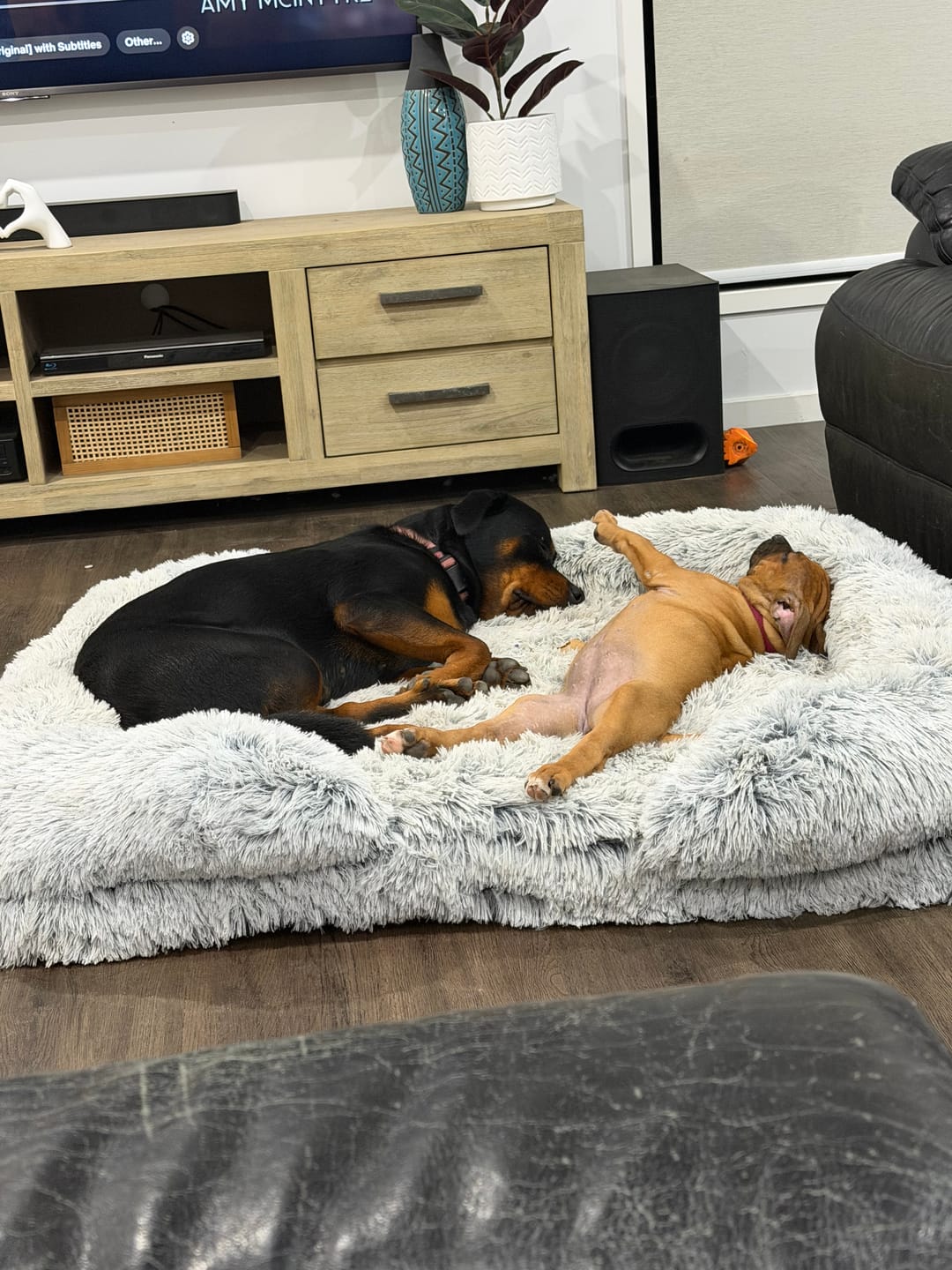 Customer photo review of Pet Orthopaedic Bed