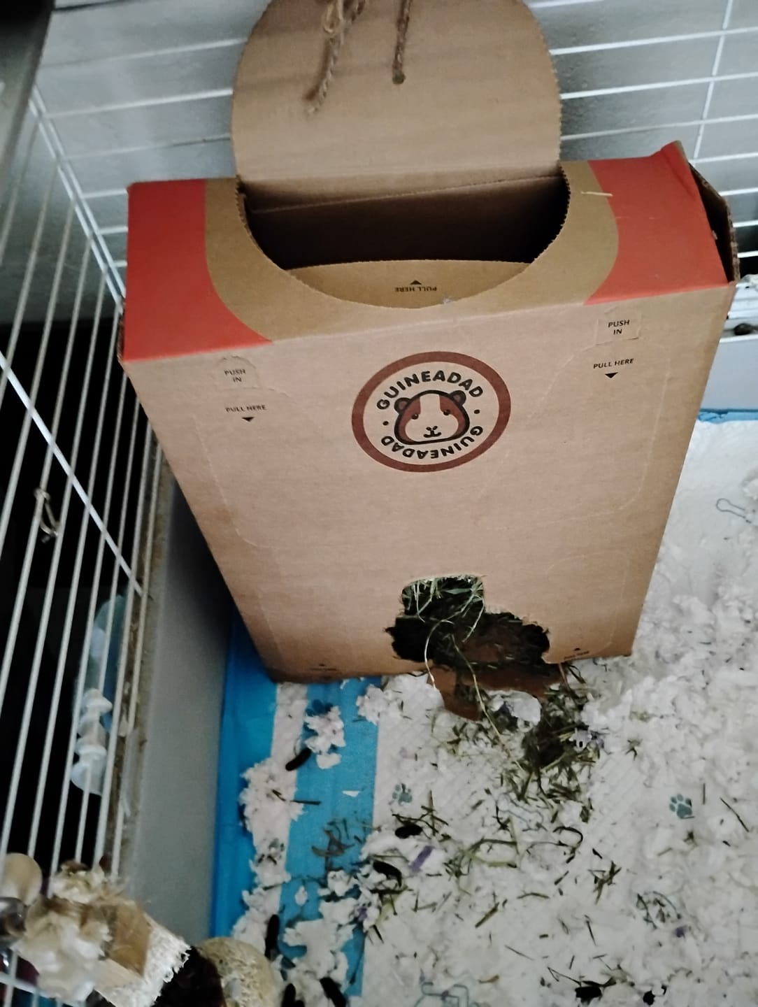 Customer photo review of GuineaDad Timothy Hay Bar for Guinea Pigs (5 Pack)
