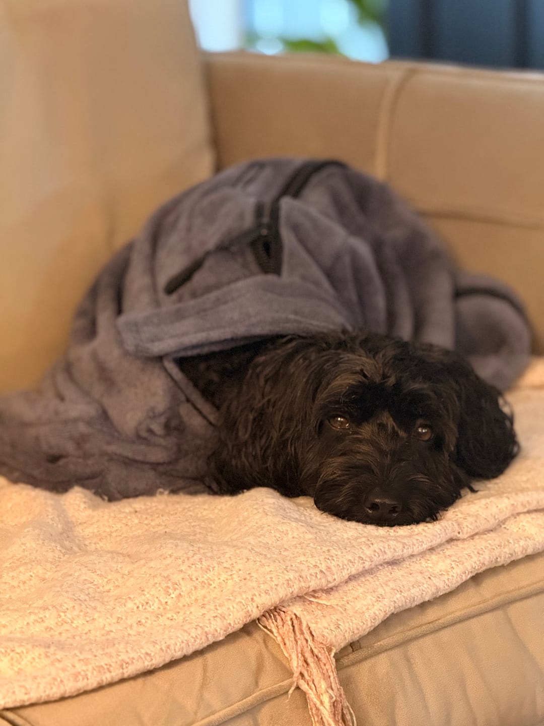 Customer photo review of Luxury Dog Drying Bag