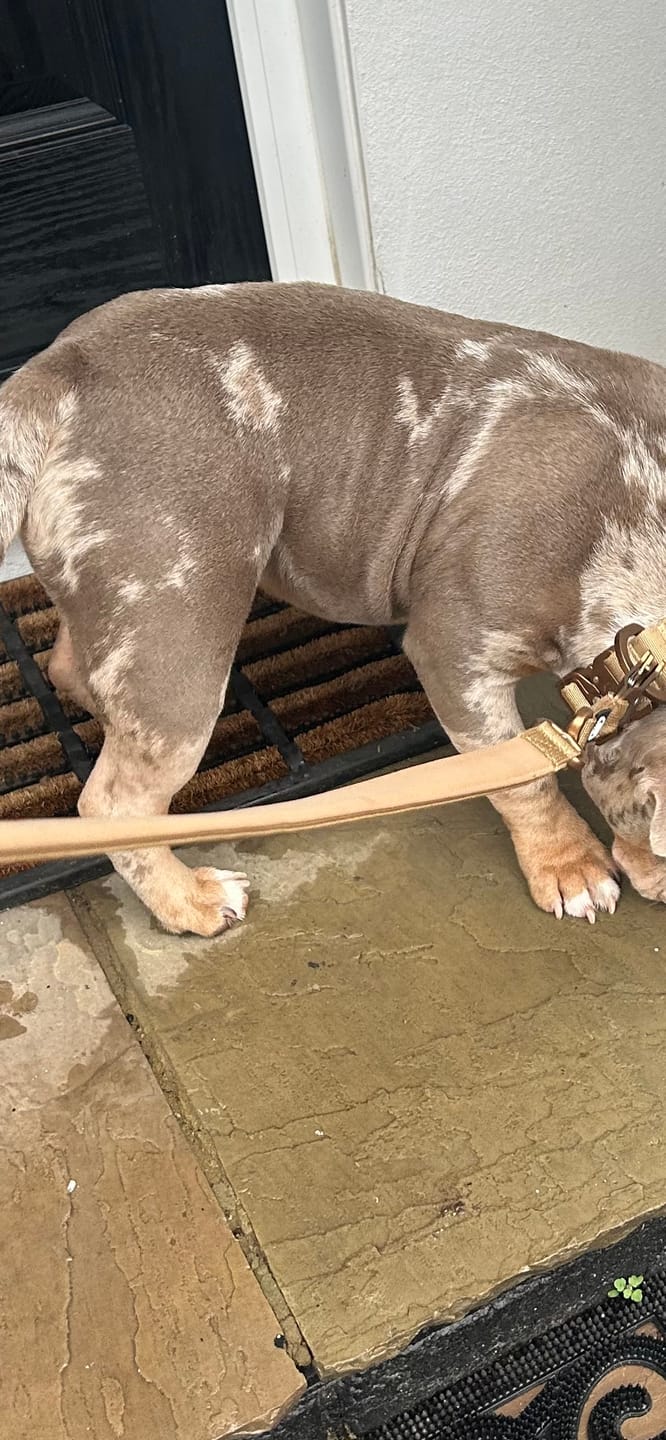 Customer photo review of 1.4m Lighter Swivel Combat Lead | Anti-Tangle & Secure Clip - Tan x Tan