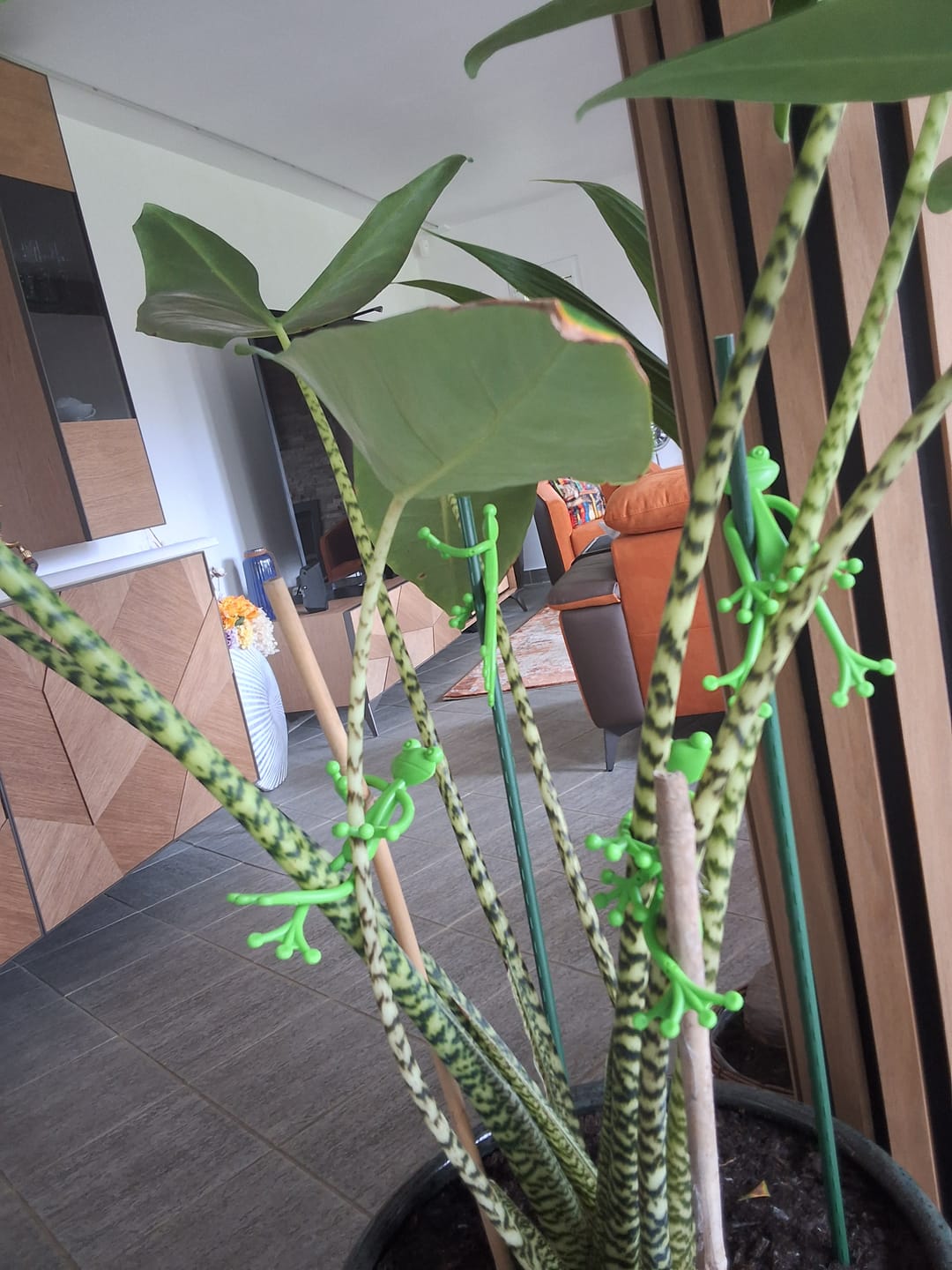 Customer photo review of Mamie-Frog® - Le Tuteur qui sourit à vos plantes